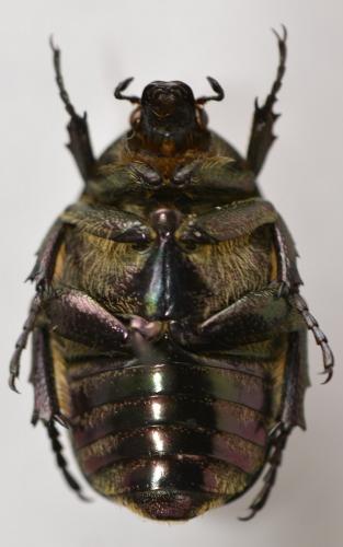 Potosia fieberi